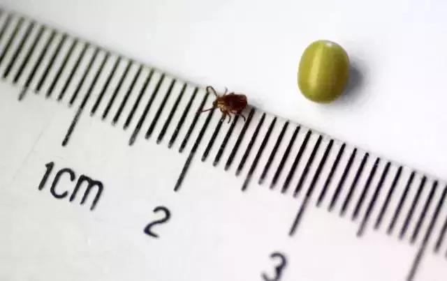 养殖户注意警惕这些疾病,小龟苗头上有白点怎么治疗