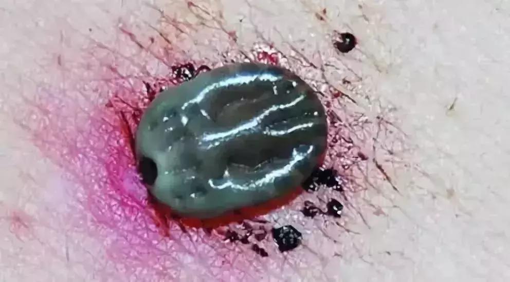 养殖户注意警惕这些疾病,小龟苗头上有白点怎么治疗