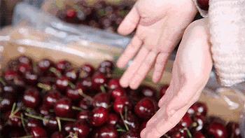 山东大樱桃有虫子吗,完整的大樱桃里面有虫子吗