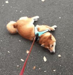 涓婃捣鐚弸绉戞妧鏈夐檺鍏徃,涓婃捣鐚弸绉戞妧鑲′唤鏈夐檺鍏徃