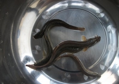 为逗女友开心，小伙做了一道名菜，泥鳅钻豆腐，结果小伙懵了