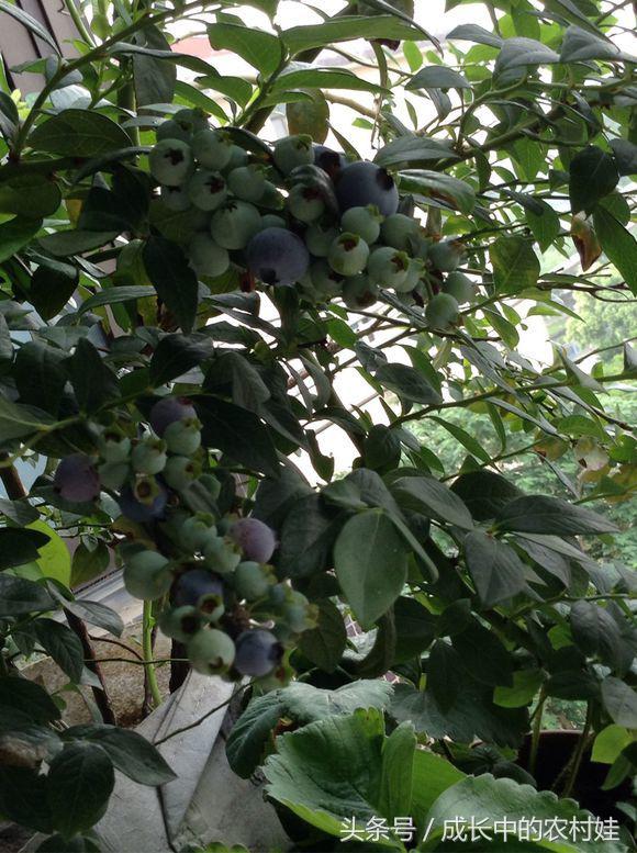 蓝莓护眼明目,蓝莓护眼必备