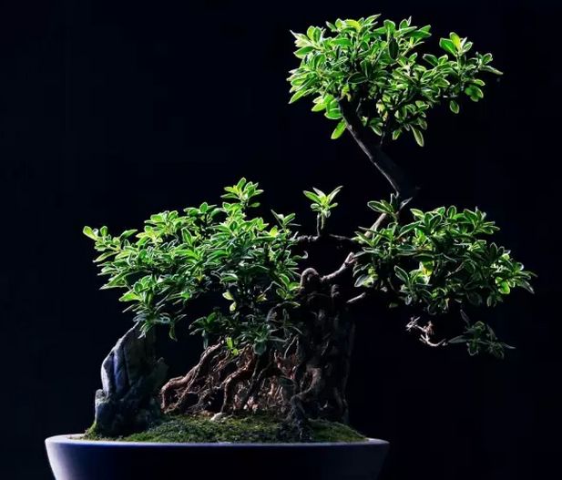 怎样发现野外盆景树桩的种类呢,刚买的树桩如何栽培