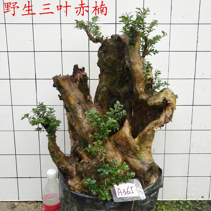 怎样发现野外盆景树桩的种类呢,刚买的树桩如何栽培