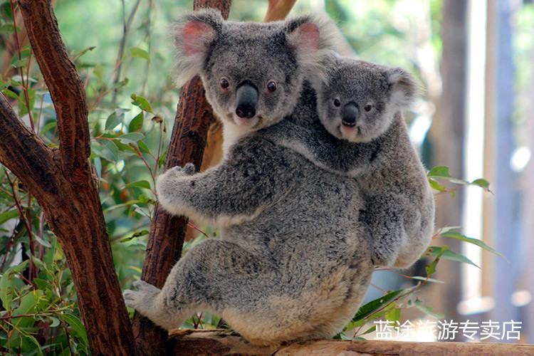 澳大利亚省钱攻略,不可错过的景点攻略