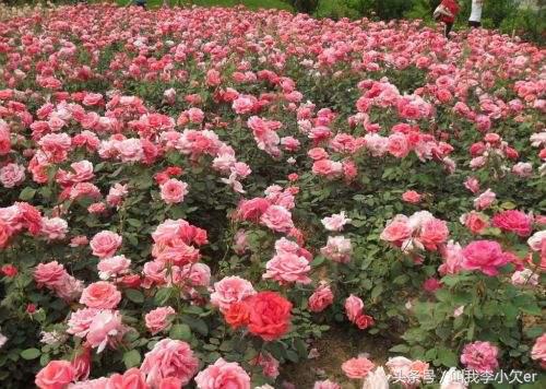 家乡名片石家庄,你觉得哪种花代表你的家乡