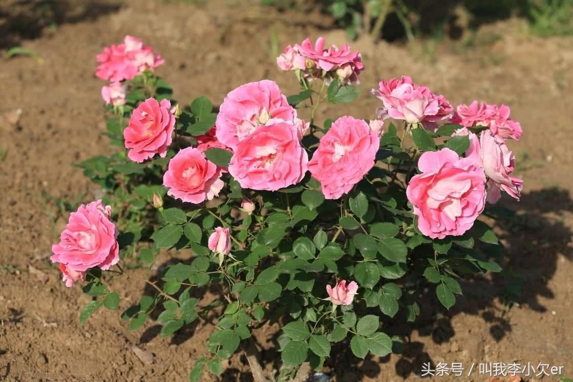 家乡名片石家庄,你觉得哪种花代表你的家乡