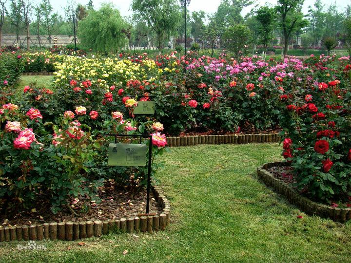 家乡名片石家庄,你觉得哪种花代表你的家乡