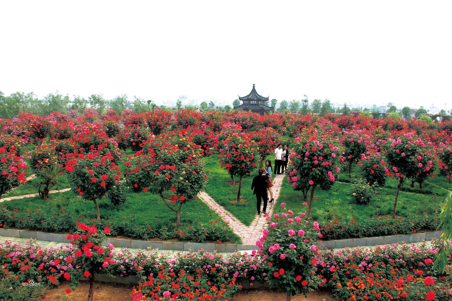 家乡名片石家庄,你觉得哪种花代表你的家乡