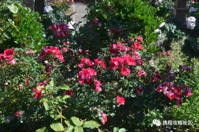 美国旅游自由行攻略大全,美国小众旅游