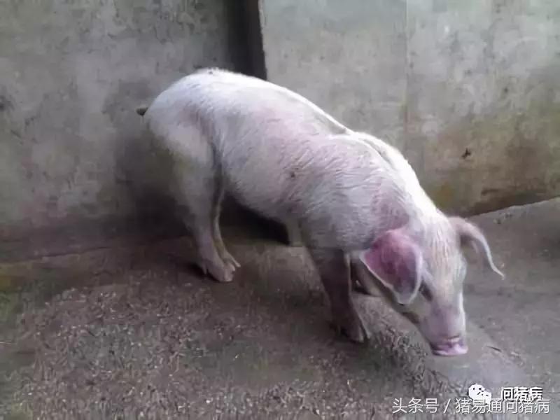 临床兽医老病新谈360度认识猪瘟,4个验方治猪瘟!