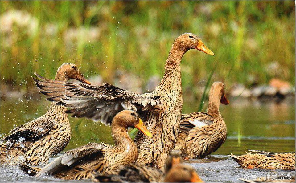 古法腌制高邮咸鸭蛋,高邮咸鸭蛋古法腌制