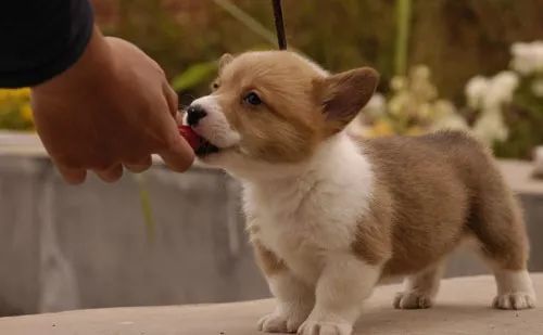 宠物小常识大全,狗狗吃什么可以帮助它排出异物