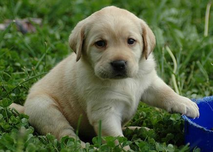 宠物小常识大全,狗狗吃什么可以帮助它排出异物