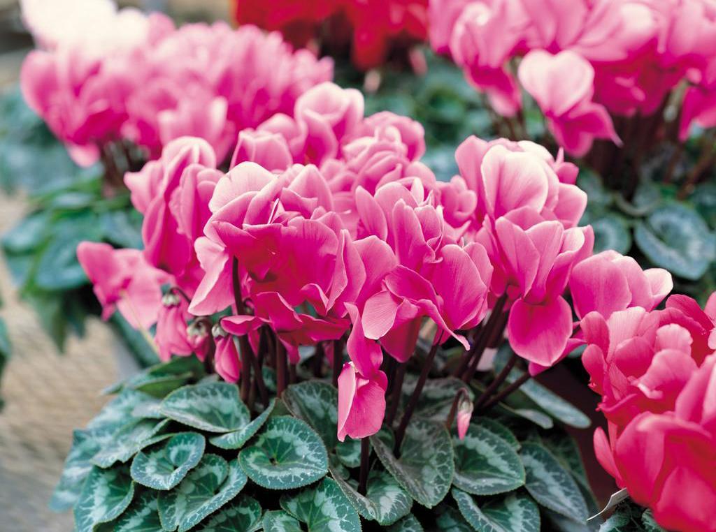 仙客来养护技巧和方法,仙客来养护的注意事项