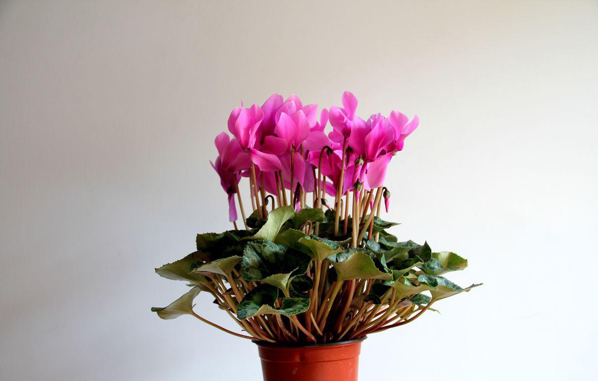 仙客来养护技巧和方法,仙客来养护的注意事项