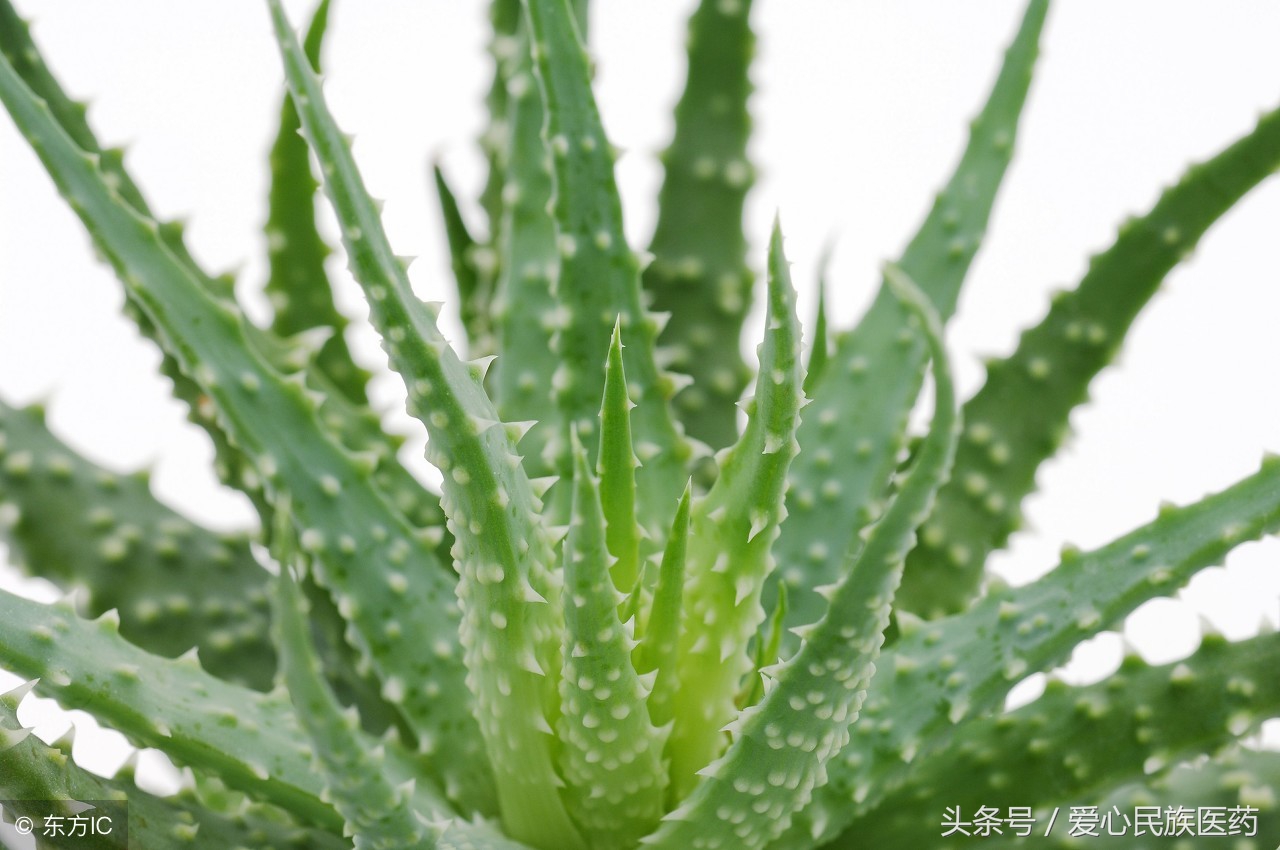 养颜美容中药处方,中药美容配方有什么