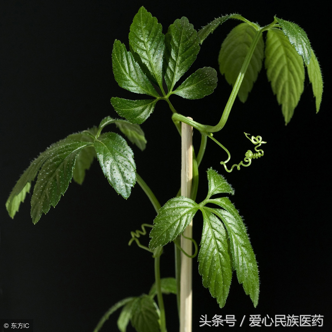 养颜美容中药处方,中药美容配方有什么