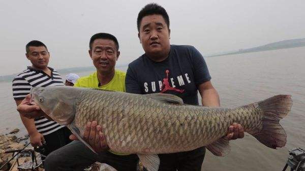 水库钓草鱼的技巧和方法,水库钓鱼用什么饵料钓鲤鱼草鱼