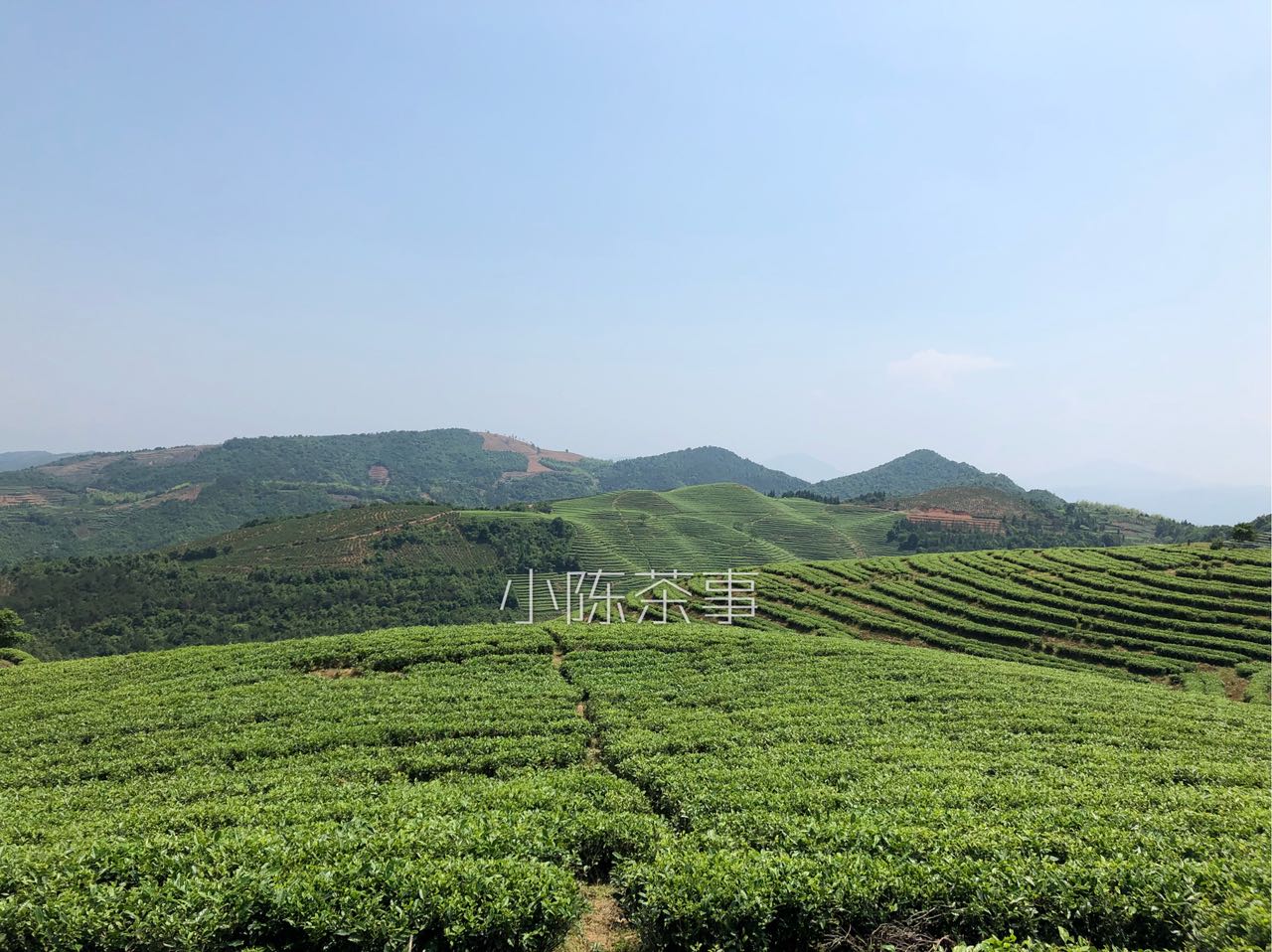 白茶应该怎样区分优劣,云南白茶香味怎么辨别好坏