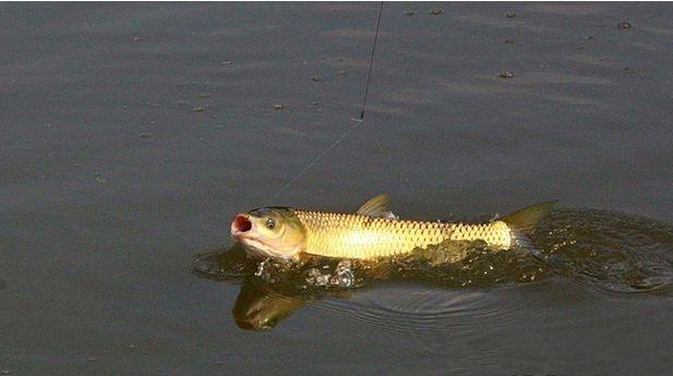 水库钓草鱼的技巧和方法,水库钓鱼用什么饵料钓鲤鱼草鱼