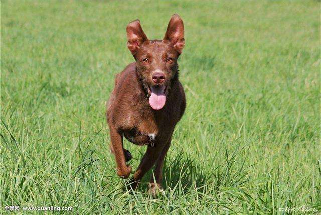 梦见钻石项链是什么意思,梦见钻石项链