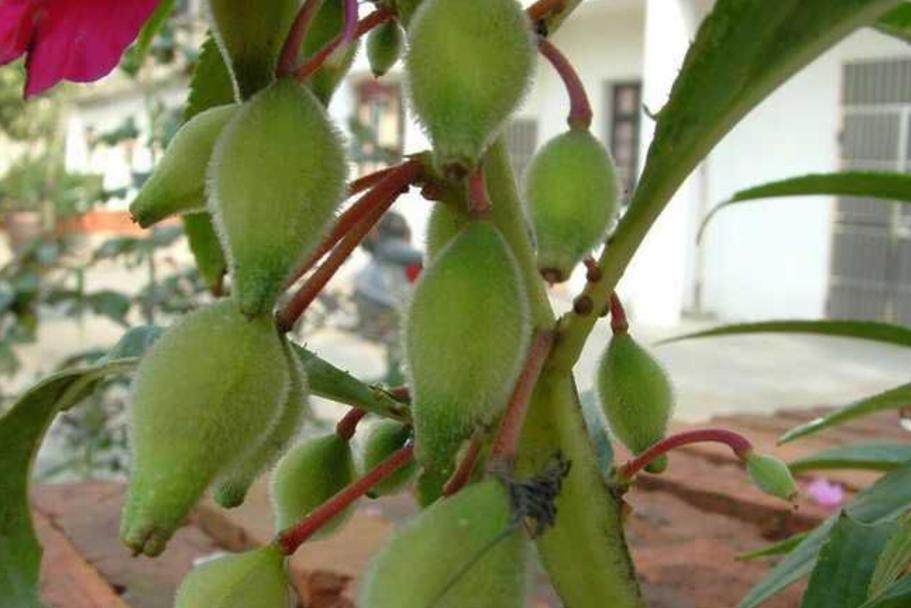 小麦收了之后可以种油菜吗,农村种庄稼收了油菜该种什么