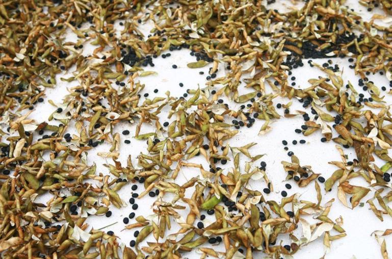 小麦收了之后可以种油菜吗,农村种庄稼收了油菜该种什么