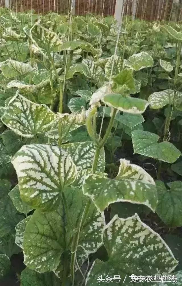 黄瓜农药中毒怎么补救,大棚黄瓜氨气中毒怎么办