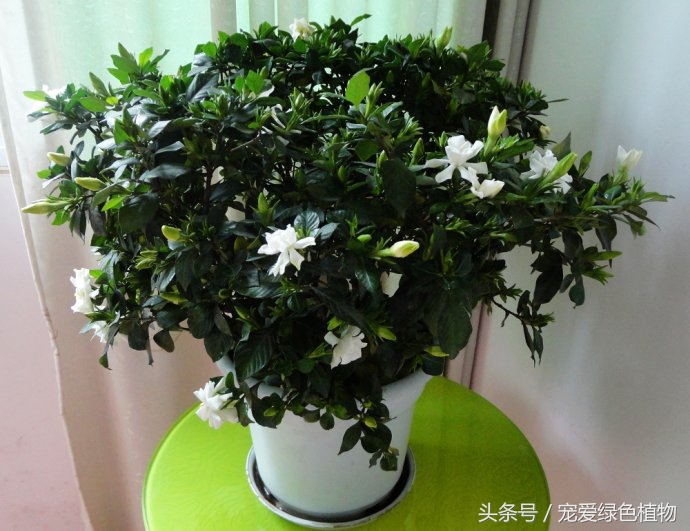 栀子花有花苞不开花浇啤酒,栀子花开花时黄叶怎么办