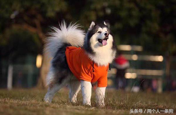 二哈的进化史,二哈到底是啥狗种