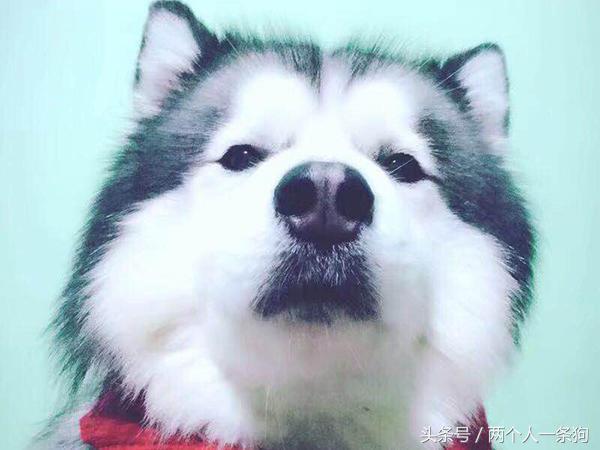 二哈的进化史,二哈到底是啥狗种