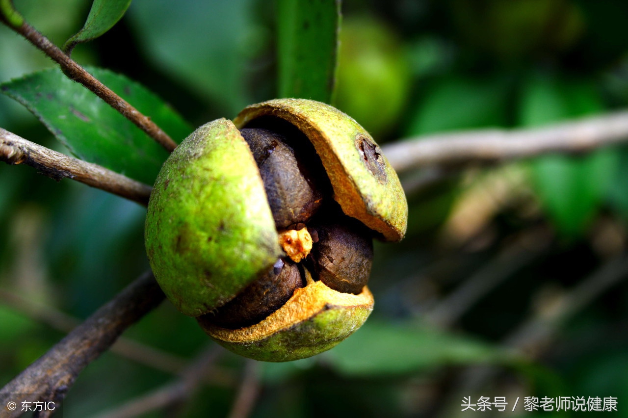 脱发掉发快成秃头了要怎么办,防脱发严重长新发