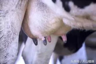 准确判断母牛的发情鉴定