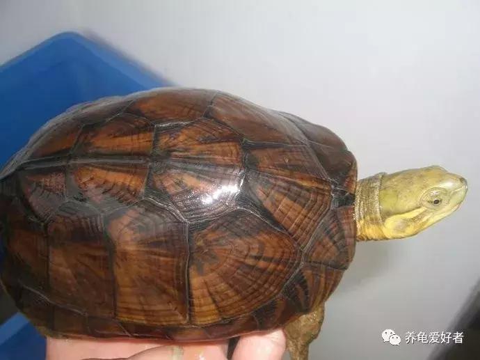 龟最爱吃的十种食物,龟吃哪种龟粮好