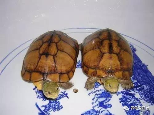 龟最爱吃的十种食物,龟吃哪种龟粮好