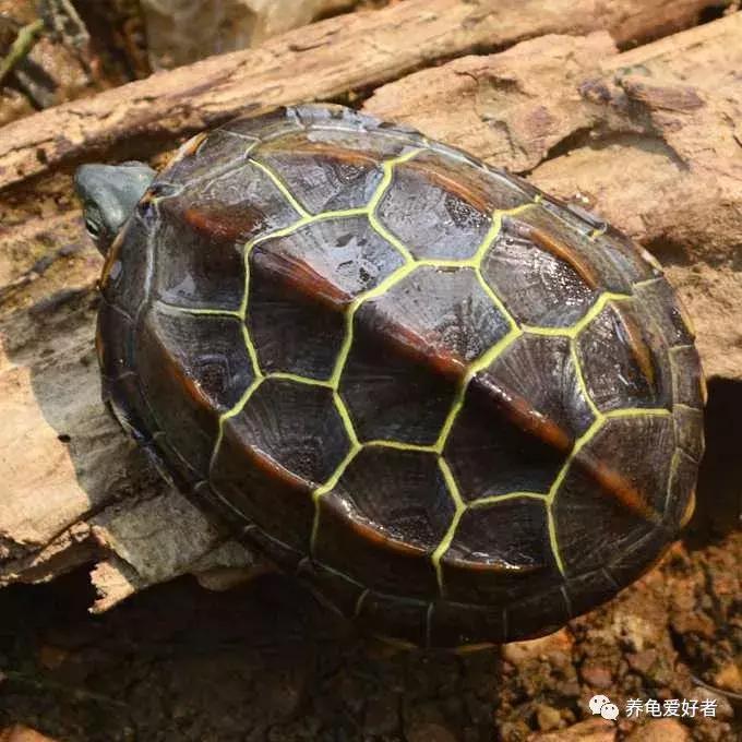 龟最爱吃的十种食物,龟吃哪种龟粮好