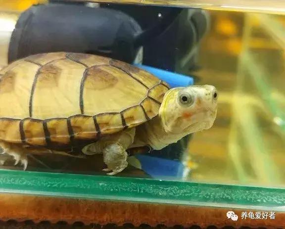 龟最爱吃的十种食物,龟吃哪种龟粮好