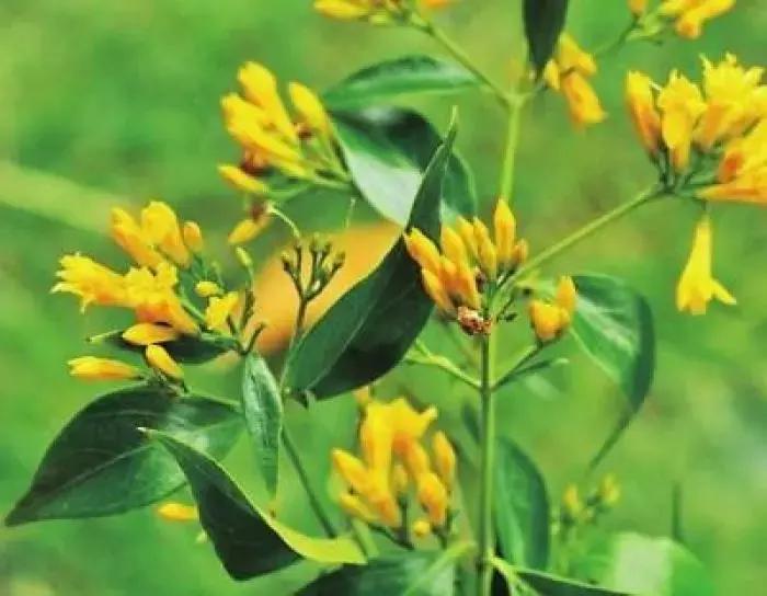 一日一花一诗：断肠草