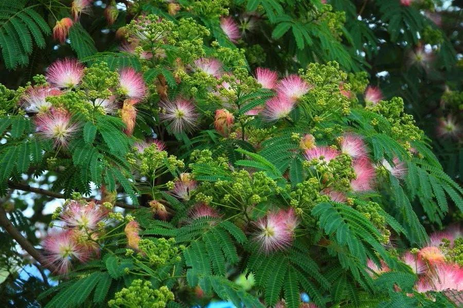 一日一花一诗：断肠草