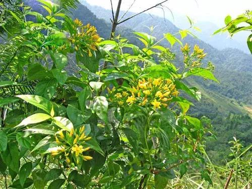 一日一花一诗：断肠草