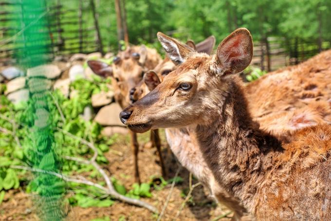 本溪有游泳池的山庄,本溪无边泳池冬天