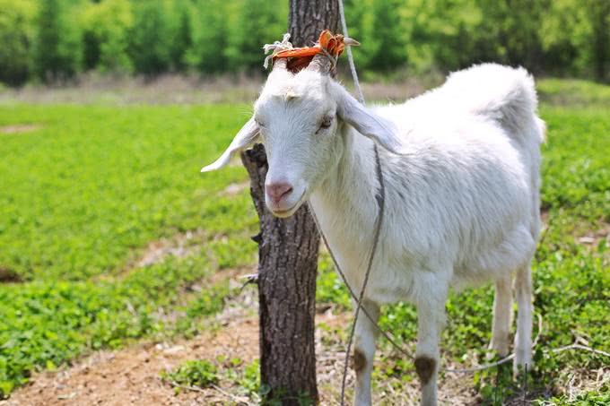本溪有游泳池的山庄,本溪无边泳池冬天