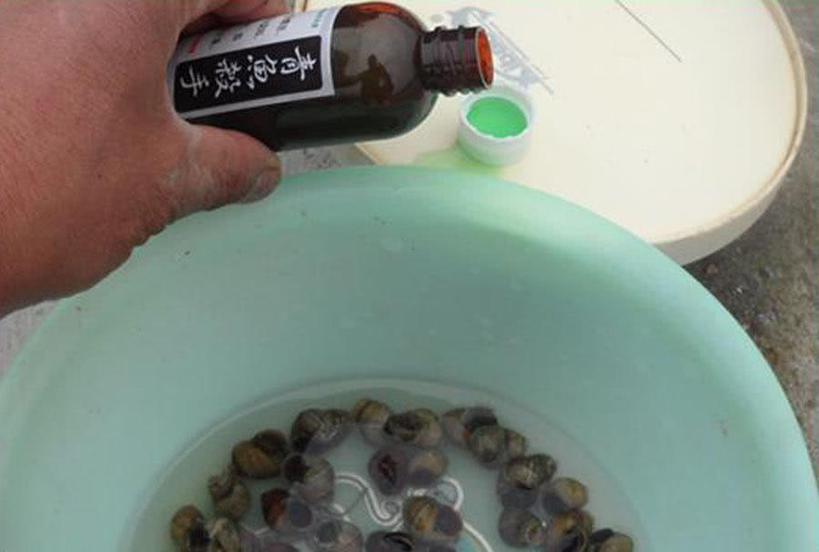 钓青鱼直接用螺丝肉钓可以吗,青鱼用螺蛳肉钓还是用螺蛳钓