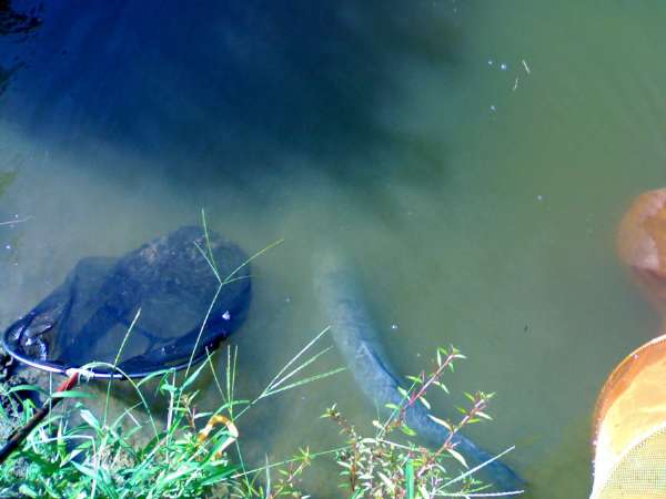 钓青鱼直接用螺丝肉钓可以吗,青鱼用螺蛳肉钓还是用螺蛳钓