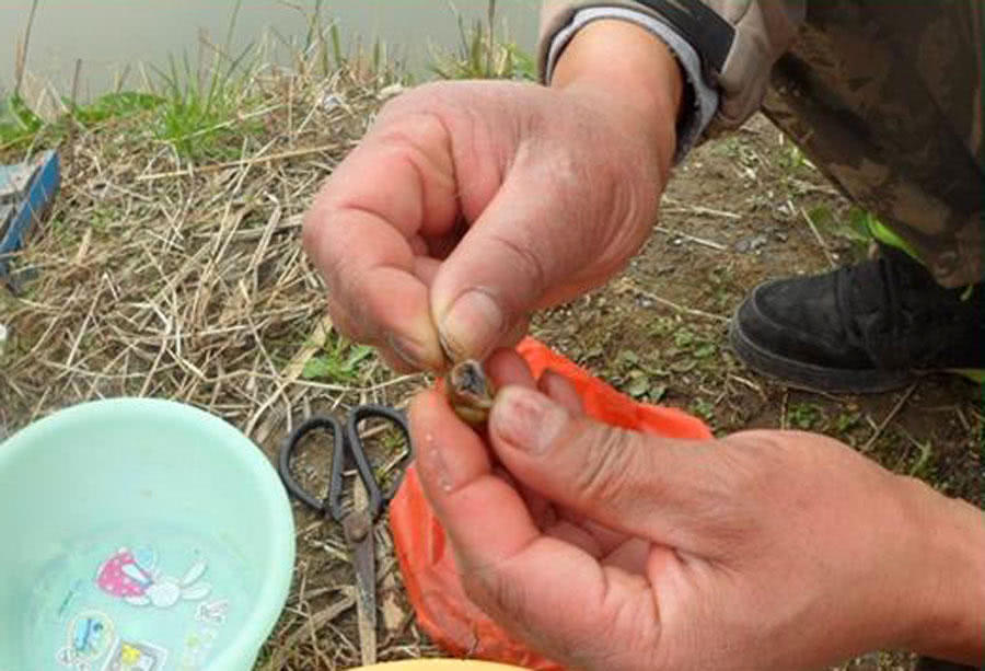 钓青鱼直接用螺丝肉钓可以吗,青鱼用螺蛳肉钓还是用螺蛳钓