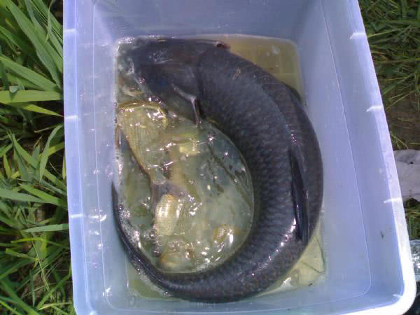 钓青鱼直接用螺丝肉钓可以吗,青鱼用螺蛳肉钓还是用螺蛳钓