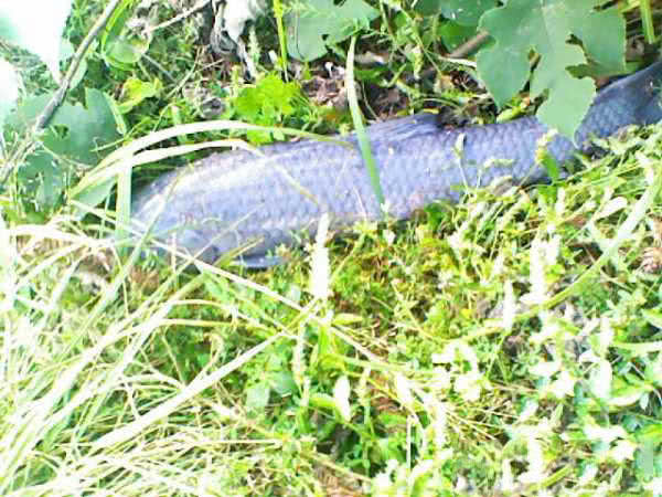 钓青鱼直接用螺丝肉钓可以吗,青鱼用螺蛳肉钓还是用螺蛳钓