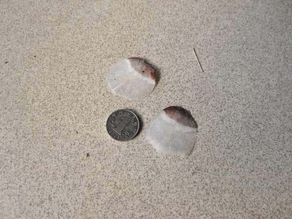 钓青鱼直接用螺丝肉钓可以吗,青鱼用螺蛳肉钓还是用螺蛳钓