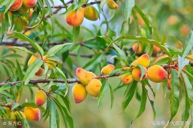 桃树摘完桃出现黄叶掉叶怎么治,桃树有桃子时候怎么修枝